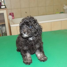 Image pour l'annonce chiots caniches type nain ou toy