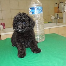 Image pour l'annonce chiots caniches type nain ou toy
