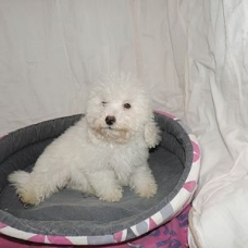 Image pour l'annonce chiots caniches type nain ou toy