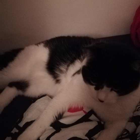Image pour l'annonce Donne beau et grand chat de 2 ans