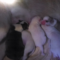 Image pour l'annonce Chiots husky