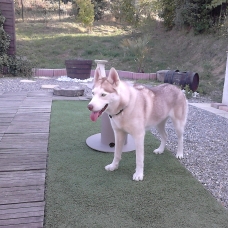 Image pour l'annonce Chiots husky