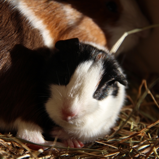 Image pour l'annonce Bébés cochons d'inde