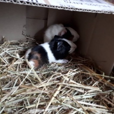 Image pour l'annonce Bébés cochons d'inde