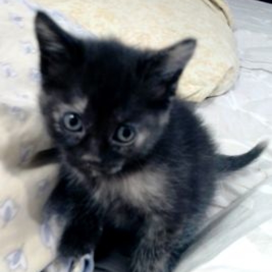Image pour l'annonce DONNE CHATON