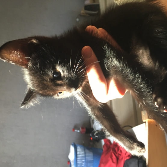 Image pour l'annonce Chaton deux mois noir male a donner