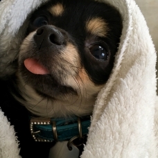 Image pour l'annonce Chihuahua miniature 1,8kg, 9mois, mâle