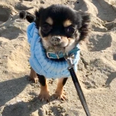 Image pour l'annonce Chihuahua miniature 1,8kg, 9mois, mâle