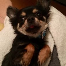 Image pour l'annonce Chihuahua miniature 1,8kg, 9mois, mâle
