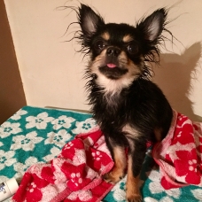 Image pour l'annonce Chihuahua miniature 1,8kg, 9mois, mâle
