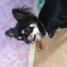 Image pour l'annonce Chihuahua miniature 1,8kg, 9mois, mâle