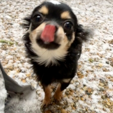 Image pour l'annonce Chihuahua miniature 1,8kg, 9mois, mâle