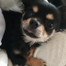 Image pour l'annonce Chihuahua miniature 1,8kg, 9mois, mâle