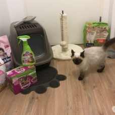 Image pour l'annonce Sacré de Birmanie + accessoires