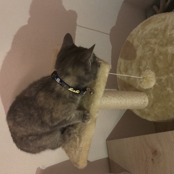 Image pour l'annonce Chatton a adopté