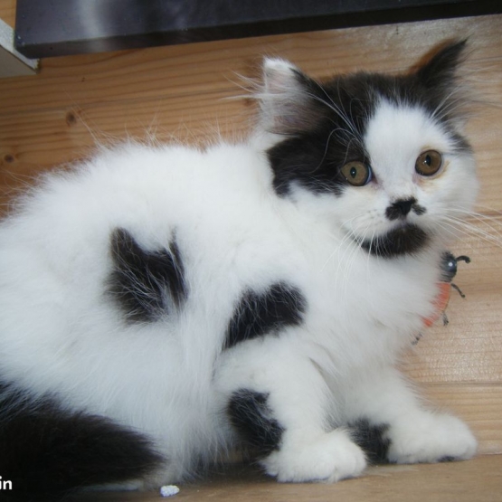 Image pour l'annonce Chaton british longhair loof