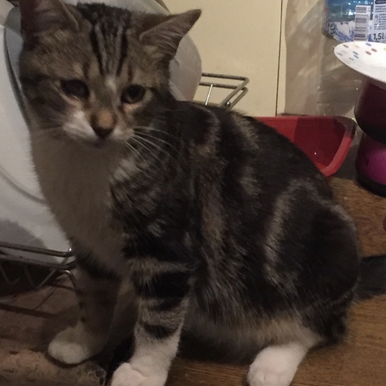 Image pour l'annonce Chaton à adopter sur Marseille