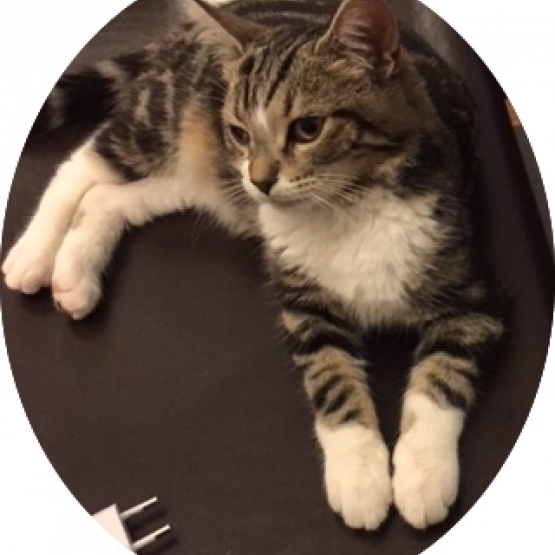 Image pour l'annonce Chaton à adopter sur Marseille