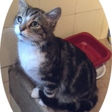 Image pour l'annonce Chaton à adopter sur Marseille