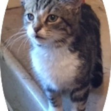 Image pour l'annonce Chaton à adopter sur Marseille