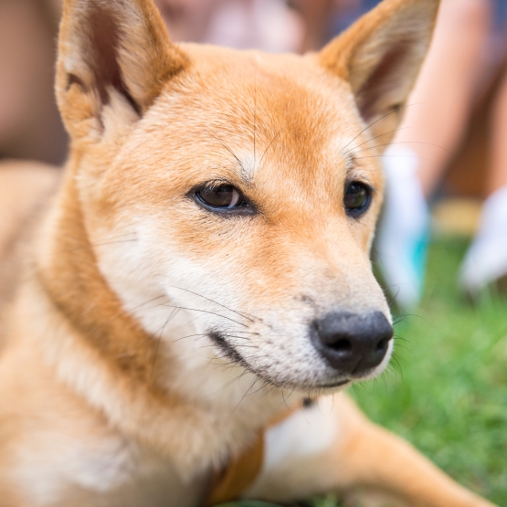 Image pour l'annonce Shiba inu femelle rouge