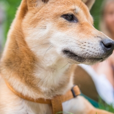 Image pour l'annonce Shiba inu femelle rouge