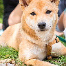 Image pour l'annonce Shiba inu femelle rouge