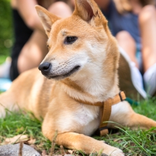 Image pour l'annonce Shiba inu femelle rouge