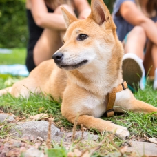 Image pour l'annonce Shiba inu femelle rouge