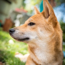 Image pour l'annonce Shiba inu femelle rouge