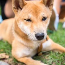 Image pour l'annonce Shiba inu femelle rouge