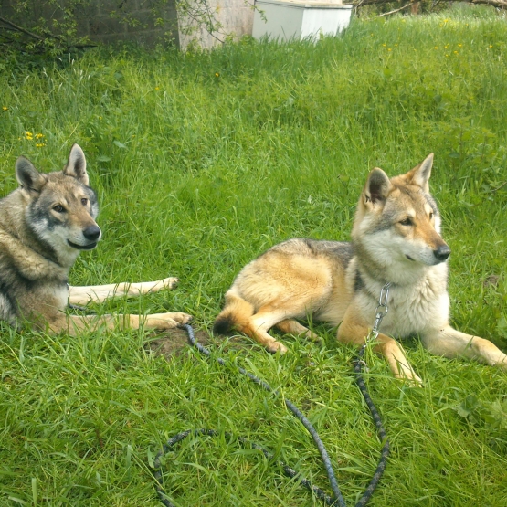 Image pour l'annonce Donne couple de chiens loup de saarloos