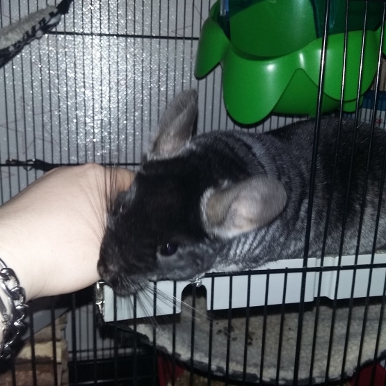 Image pour l'annonce Chinchilla mâle noir Black velvet + cage