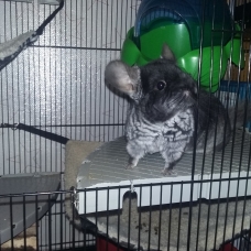 Image pour l'annonce Chinchilla mâle noir Black velvet + cage