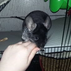 Image pour l'annonce Chinchilla mâle noir Black velvet + cage