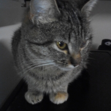 Image pour l'annonce donne chats