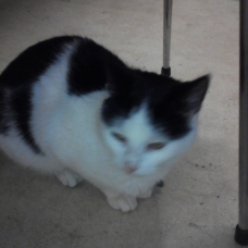 Image pour l'annonce donne chats