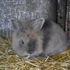 Image pour l'annonce vends lapins nains croise