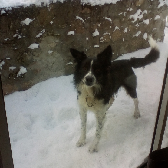 Image pour l'annonce donne border collie