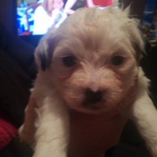 Image pour l'annonce Chiot bichon croise chiwawa