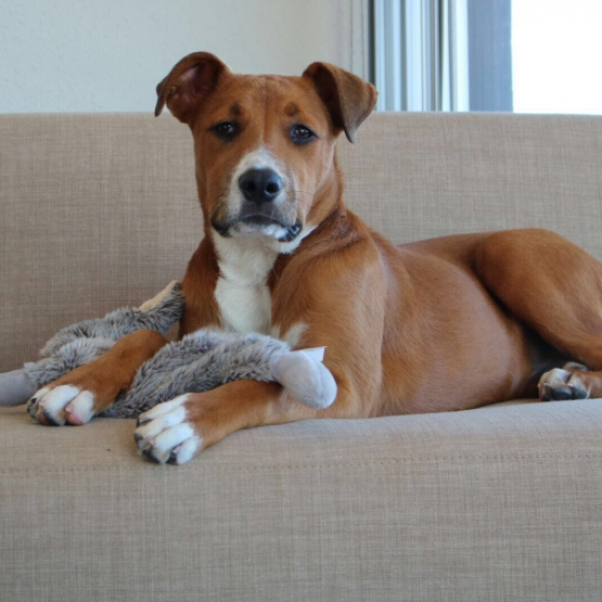 Image pour l'annonce DONNE TRES BEAU CHIEN
