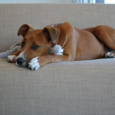 Image pour l'annonce DONNE TRES BEAU CHIEN