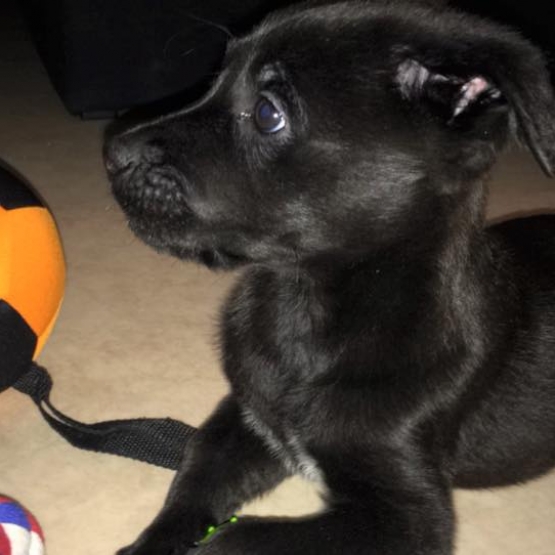 Image pour l'annonce vend labrador croisé malinois