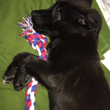 Image pour l'annonce vend labrador croisé malinois