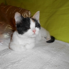 Image pour l'annonce Chaton type Exotic Shorthair/Chat de Maison