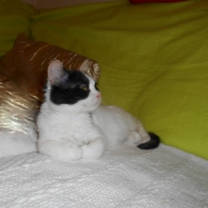 Image pour l'annonce Chaton type Exotic Shorthair/Chat de Maison