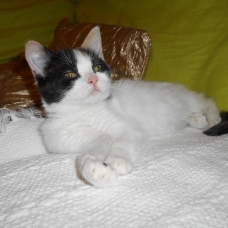 Image pour l'annonce Chaton type Exotic Shorthair/Chat de Maison