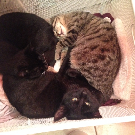 Image pour l'annonce Donne 3 chatons abandonnés, plus de mère, Aidez-les !