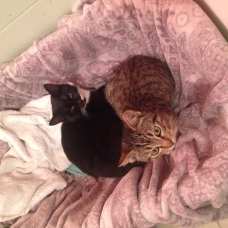 Image pour l'annonce Donne 3 chatons abandonnés, plus de mère, Aidez-les !