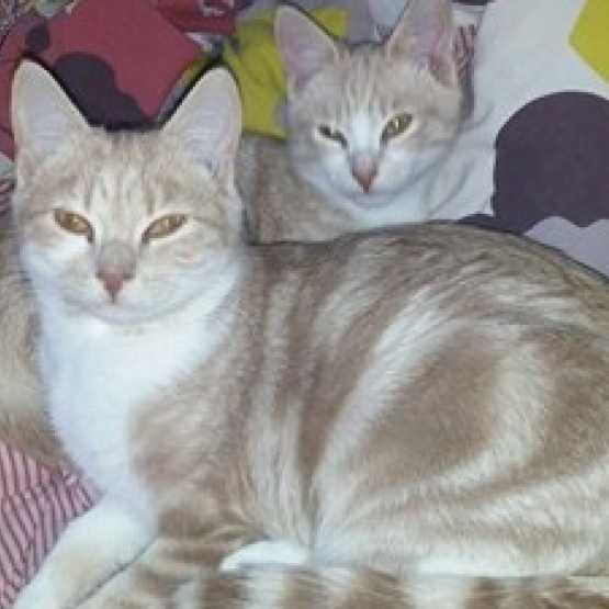 Image pour l'annonce DONNE CHATONS 4 ET 6 MOIS
